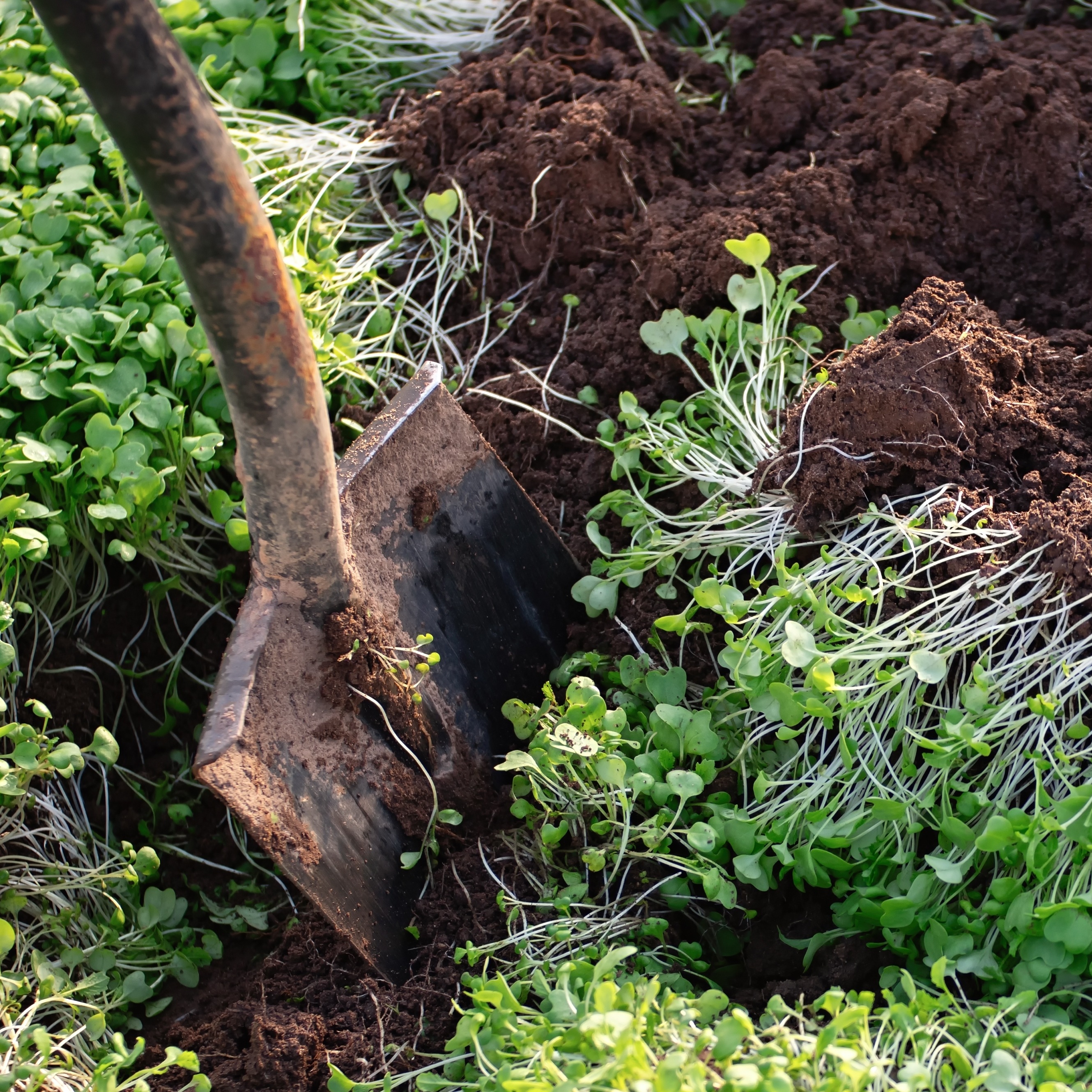 Groenbemesters zomer